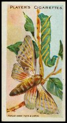 10 Poplar Hawk Moth